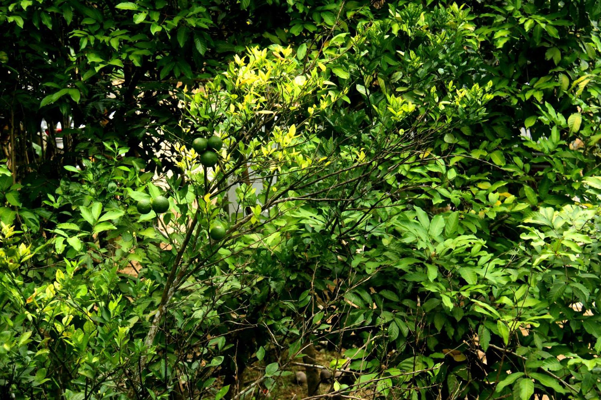 The Breeze Pinnawala Exterior photo